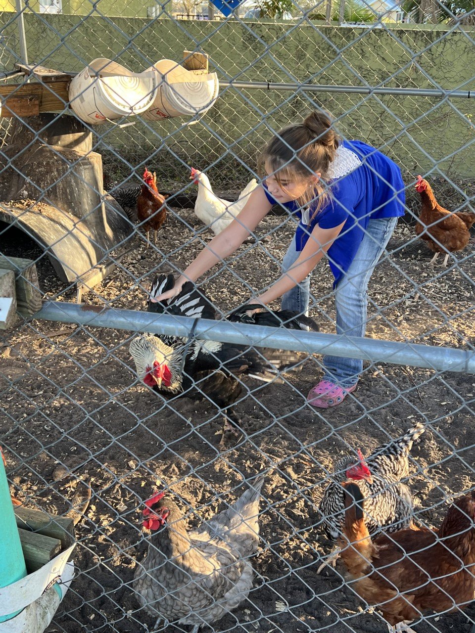 OKEECHOBEE -- Saraya stays busy taking care of the chickens and keeping the chicken coops clean. [Photo by Katrina Elsken/Lake Okeechobee News]